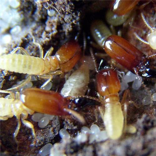 最远古的生物虫,最原始的虫子