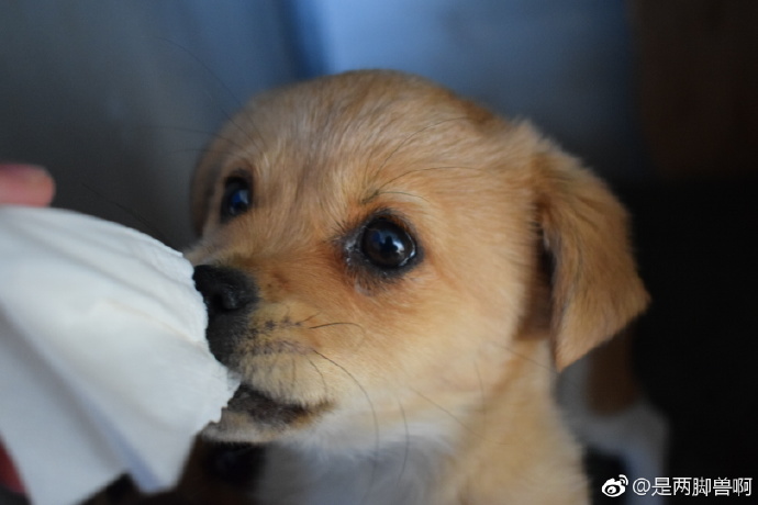 发布领养狗的朋友圈,发布宠物领养文字