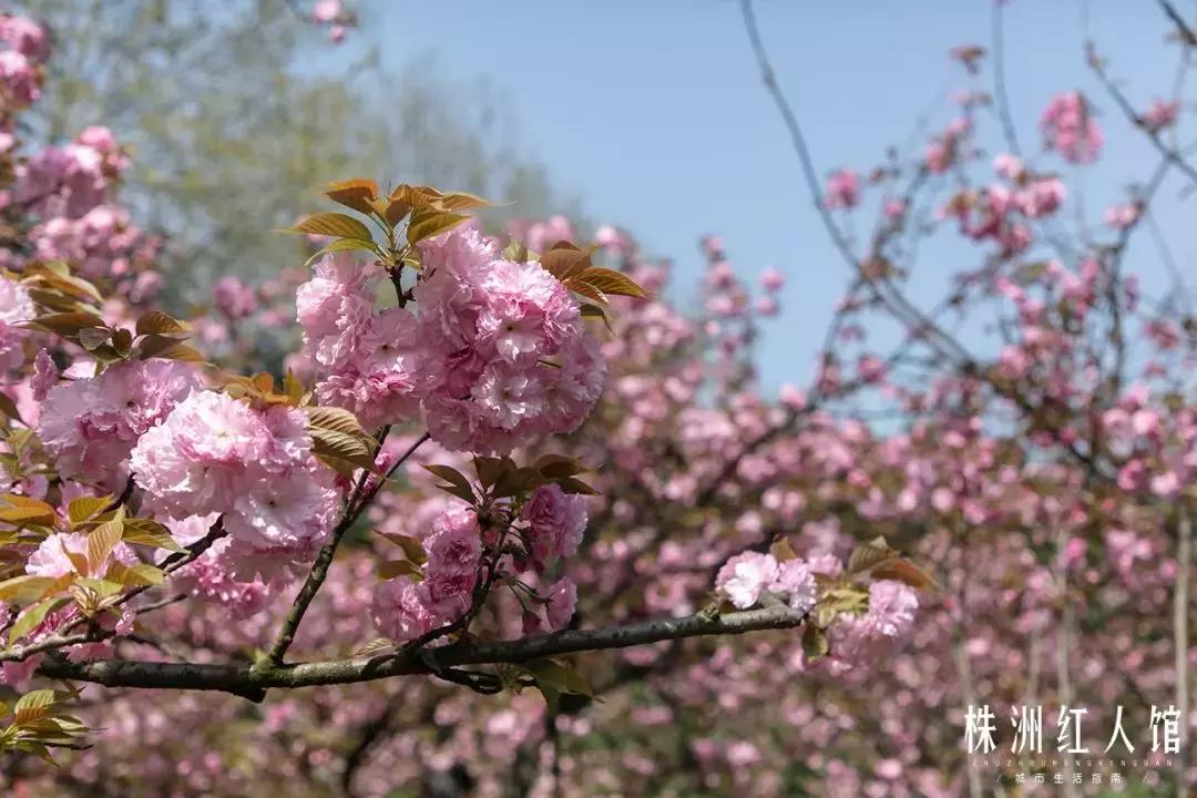 以前的株洲神农公园,株洲神农公园古城