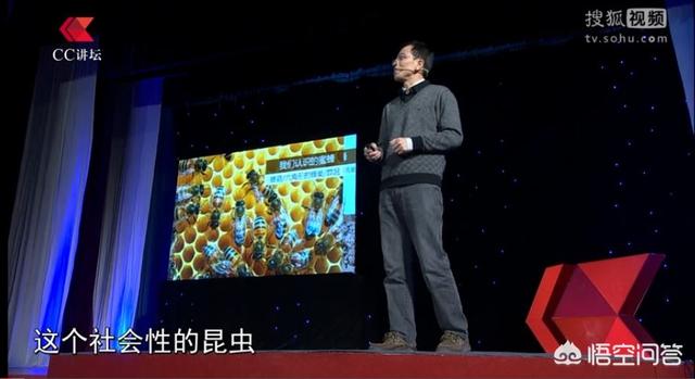 预言蜜蜂灭绝真相,爱因斯坦预言蜜蜂消失人类灭亡