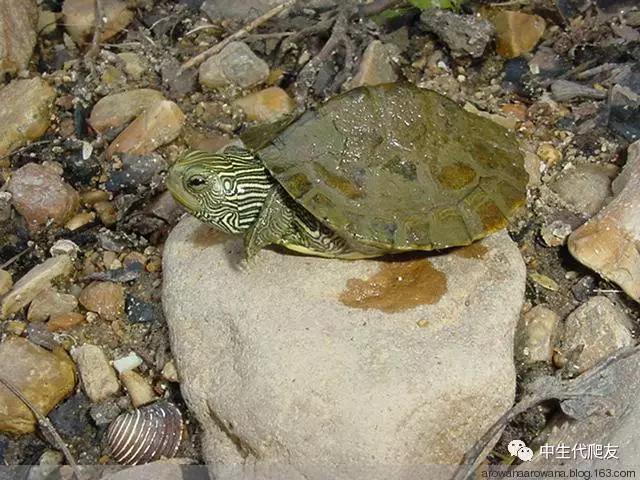 正宗的地图龟,史上最差的地图龟