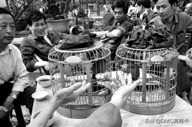 浅谈天津鸟市儿和鱼市儿,“提笼架鸟”安排上