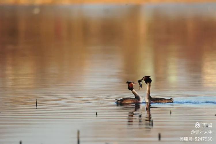凤头鸊鷉粤语,斑头雁飞得最高的鸟