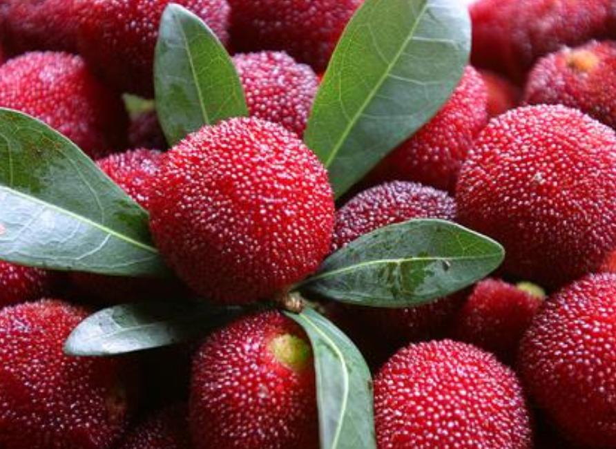 酒酿杨梅酒,杨梅红枣糯米酒