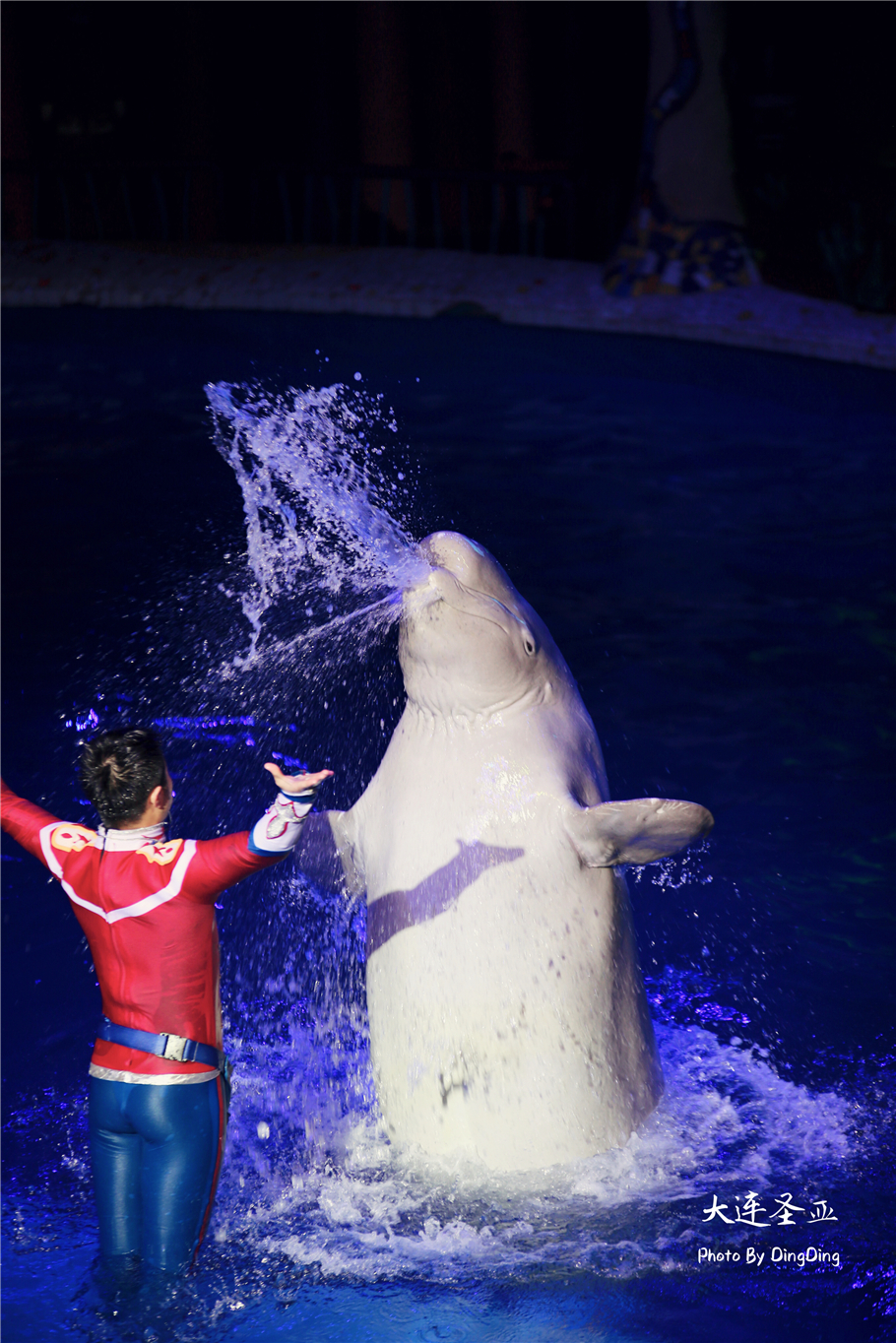 北方明珠活力四射的浪漫之都大连，国内最具特色的海洋世界圣亚