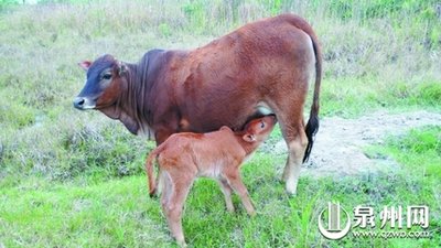 胥口高联梯田风景,高联村梯田