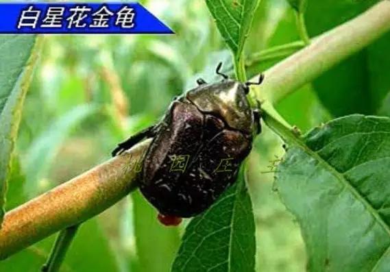 桃园地下害虫怎么治,桃园瓢虫的治理