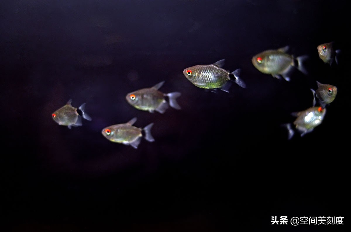 水中精灵大型鱼,水中精灵无与伦比的美