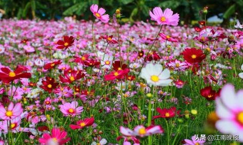 无锡哪里有粉黛乱子草,惠山古镇赏菊花