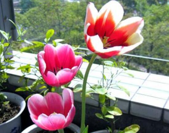 刚买的郁金香叶子发黄怎么恢复,郁金香叶子发黄怎么回事水培