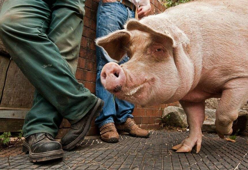 猪价大幅下跌春节前猪价还能涨吗,猪价一跌一涨未来猪价还会下跌吗