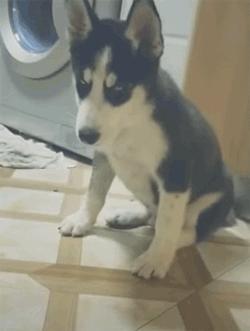 狗狗晕车吐了两次没精神,狗狗晕车吐了主人也吐了