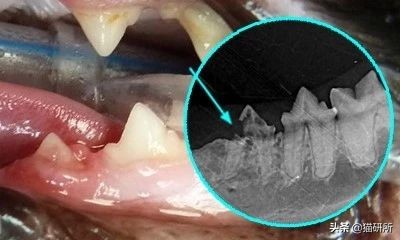 有100只猫该咋办,猫舍的猫全部得口炎了怎么办呢