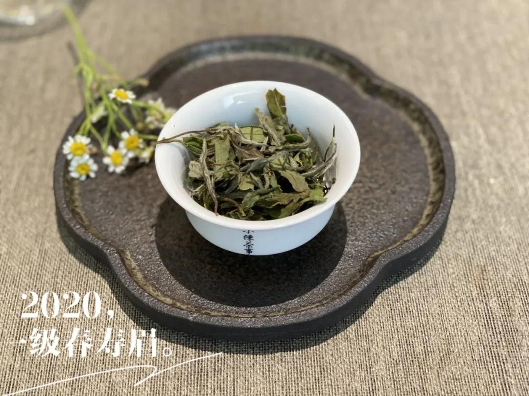 为什么白茶煮出来会苦,为什么白茶泡着不好喝焖好喝