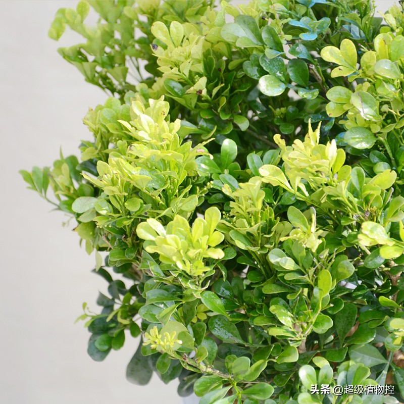 四季开花的香花植物,列举6种香花植物