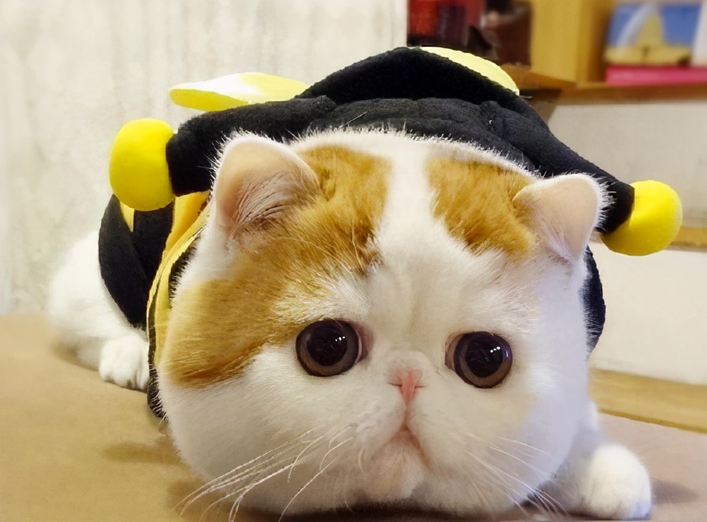 这6种猫不值得买,这六种猫咪千万别买