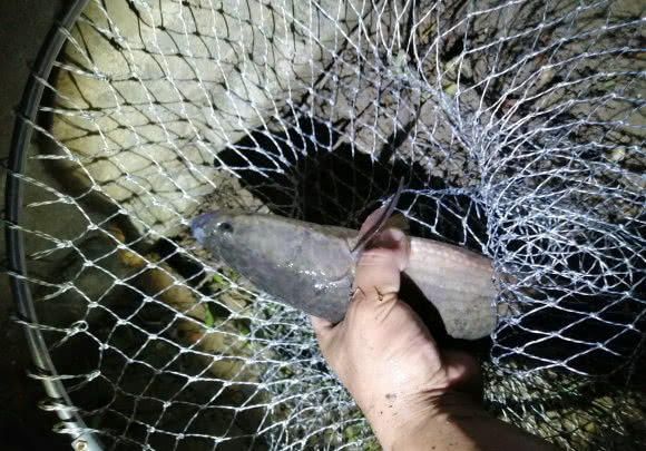 <html>
<head><title>502BadGateway</title></head>
<body>
<center><h1>502BadGateway</h1></center>
<hr><center>nginx</center>
</body>
</html>
<!--apaddingtodisableMSIEandChromefriendlyerrorpage-->
<!--apaddingtodisableMSIEandChromefriendlyerrorpage-->
<!--apaddingtodisableMSIEandChromefriendlyerrorpage-->
<!--apaddingtodisableMSIEandChromefriendlyerrorpage-->
<!--apaddingtodisableMSIEandChromefriendlyerrorpage-->
<!--apaddingtodisableMSIEandChromefriendlyerrorpage-->
