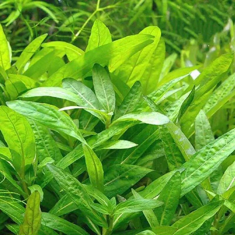 石上的迷你矮+血红宫廷,美的让人心醉