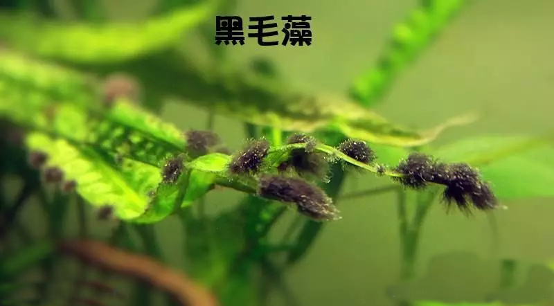 鱼缸藻类清除妙招物理,处理鱼缸绿藻最好的鱼
