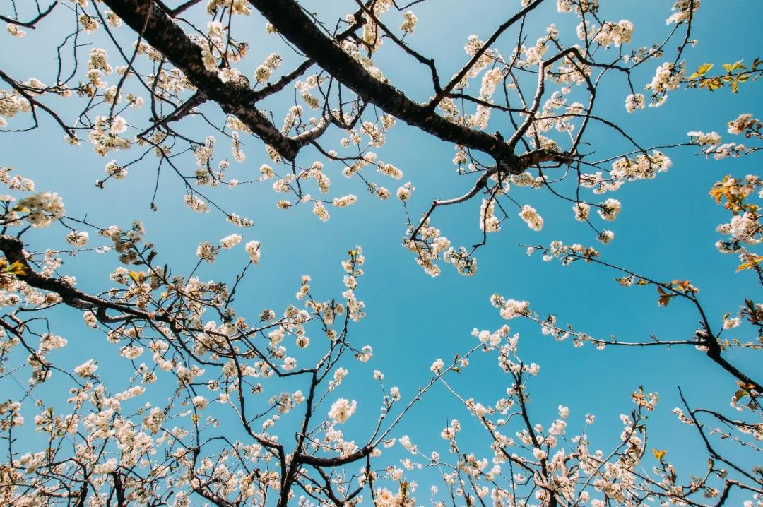 足不出户欣赏美丽的云南风景,攀枝花3月赏花景点