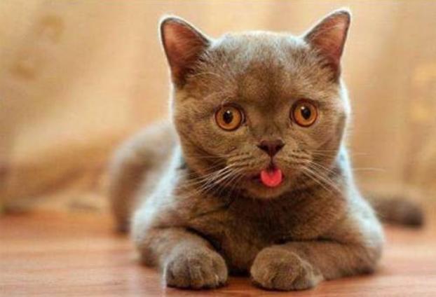 猫咪厌食的原因和解决方法,猫咪突然吃猫粮吃得很少怎么办