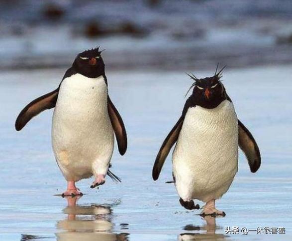 100句霸气十足的搞笑个性签名,幽默搞笑个性签名短句大全