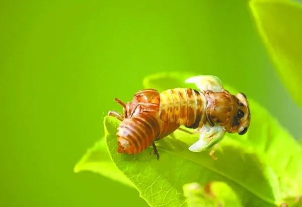 又到蝉鸣季节,又到麦收的季节儿时的记忆
