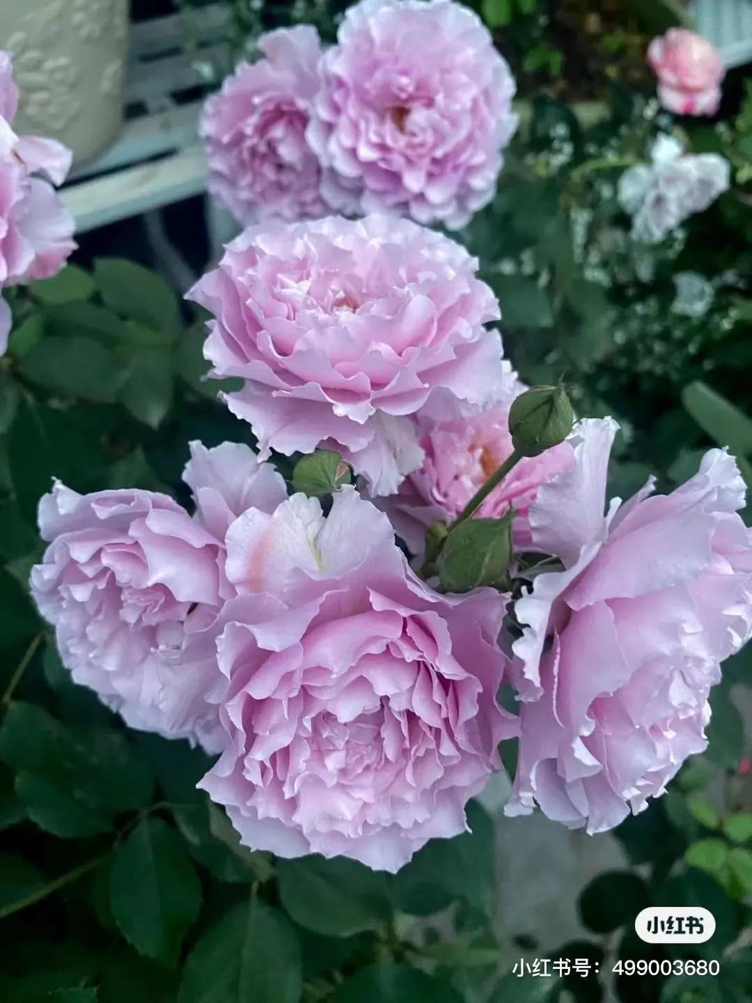 获得worldrose的12款月季品种,露台月季品种推荐