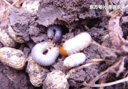 种花生如何防治蛴螬,种花生怎样防蛴螬