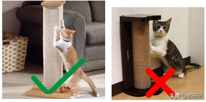 怎么惩罚猫咪挠沙发,猫咪不会挠坏的沙发