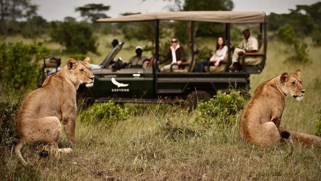 世间稀有的白色长颈鹿母子，在非洲被残忍猎杀，发现时只剩骨骼