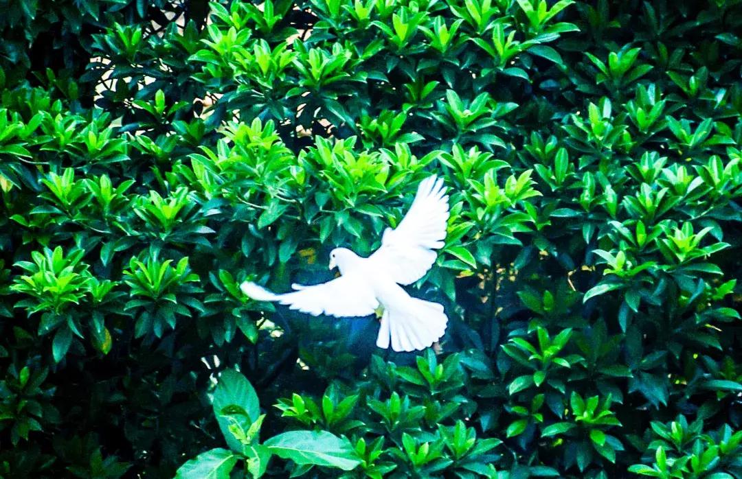 白云山打卡转场,广州白云山爬山攻略怎么预约