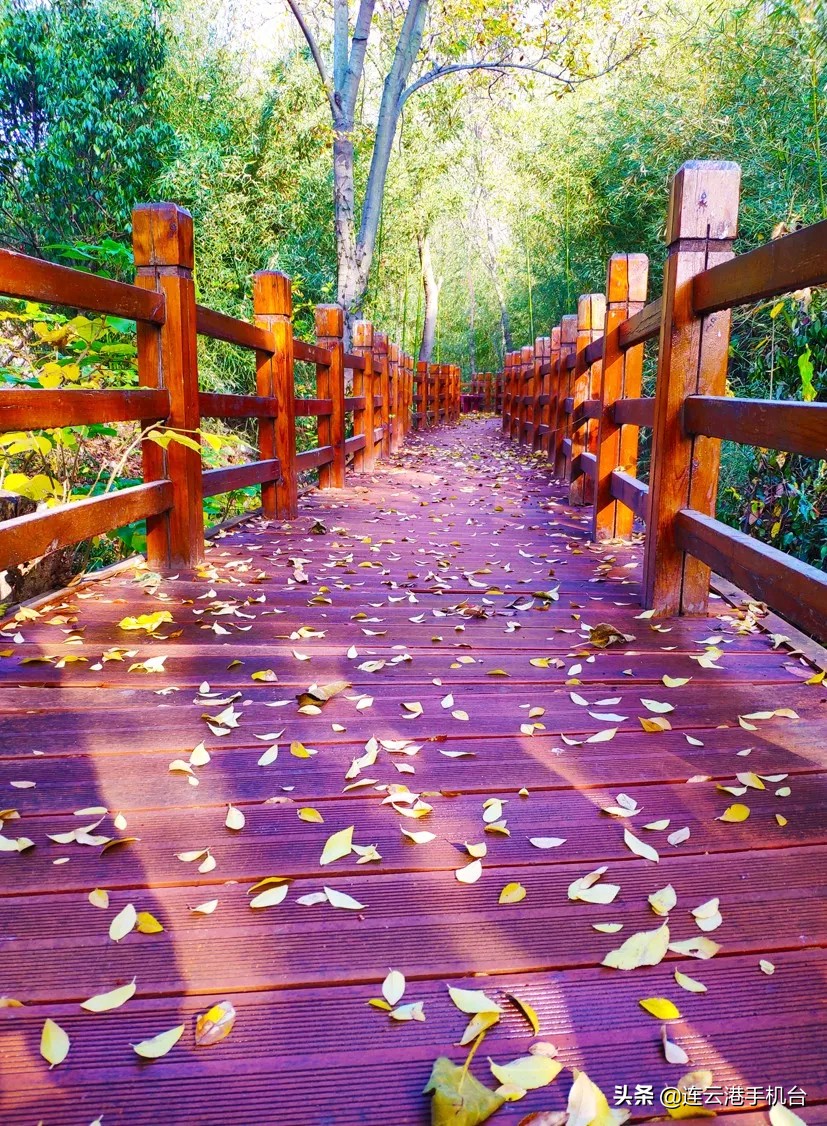 连云港赏秋最佳地点,连云港附近秋天值得去看的地方