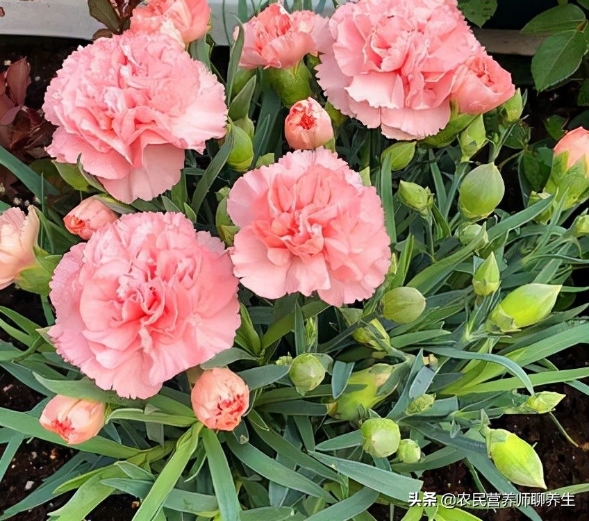 康乃馨茶泡水,泡一壶茶闻淡淡花香