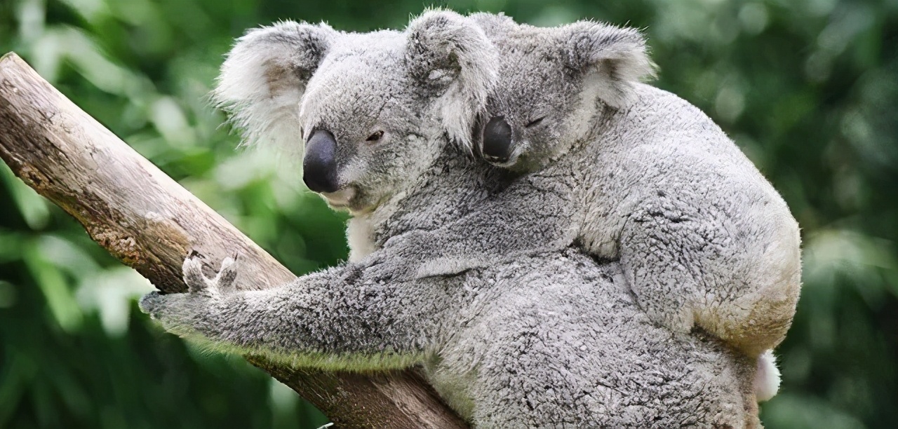 暑假带娃去广州长隆野生动物世界,研学亲子游广州长隆野生动物园