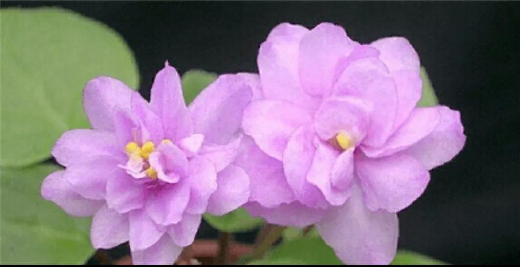 芳踪难觅濒危花!清新治愈篇:沙漠高原是吾家,豹子花的春天来了