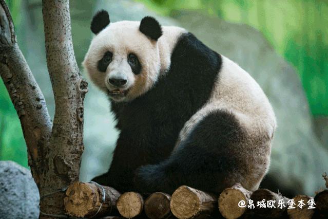 泉城欧乐堡动物王国二日游,十一假期泉城欧乐堡动物王国