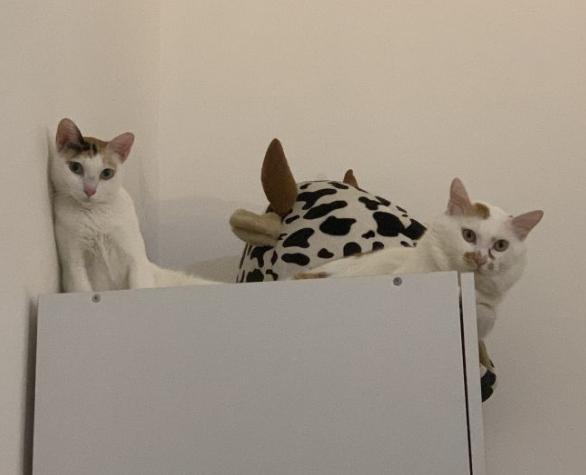 养的猫咪死了真的还能再相遇吗,经历了猫咪生病去世你还想养猫么