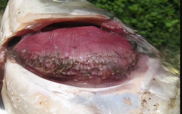 养鱼鱼死鳃烂是怎么回事,养殖鱼烂尾烂鳞怎么办