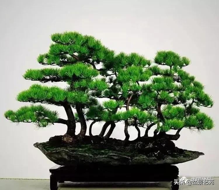 寒松纵老风骨在——赏松杂谈