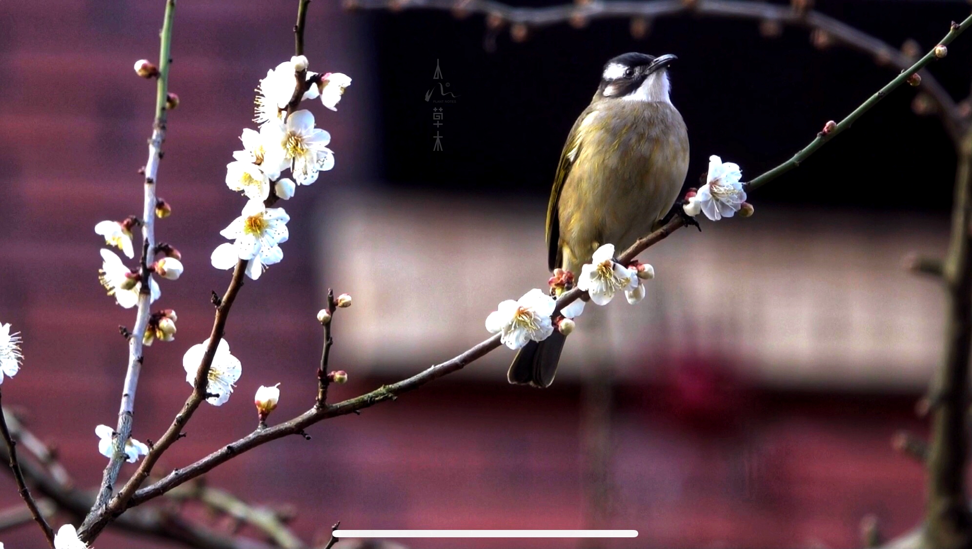 鹎踏梅枝自成画，花落如雨惊闲人