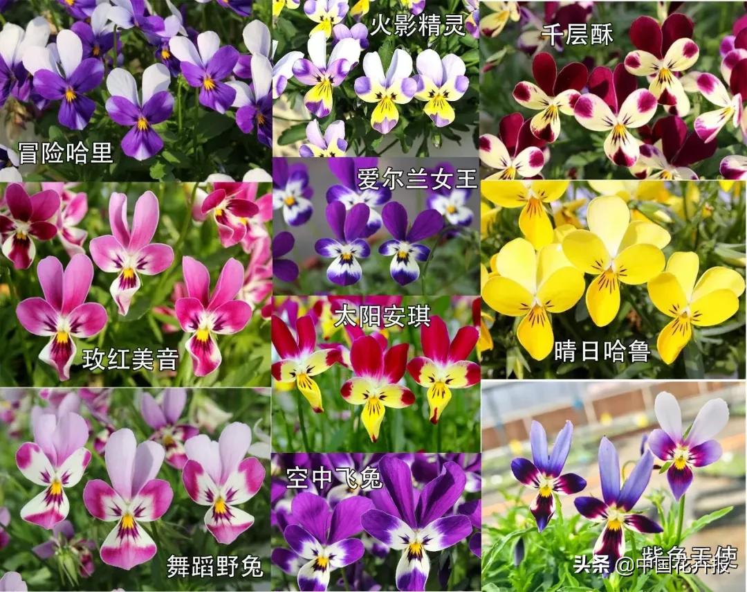 小兔子为什么有不同颜色的眼睛,为什么小兔子都那么可爱