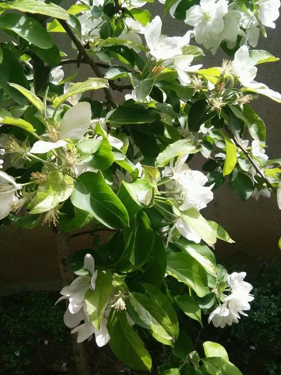 养花忘记浇水的幽默句子,养花浇水不知道量怎么办