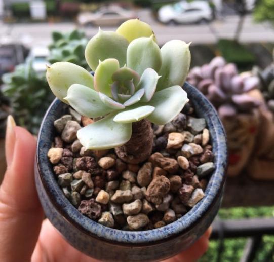 没有服盆的多肉严重缺水怎么补救,多肉吉娃娃叶片总是软软的不服盆