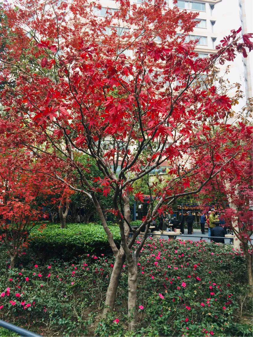 上海西康公园下象棋,上海西康公园地址