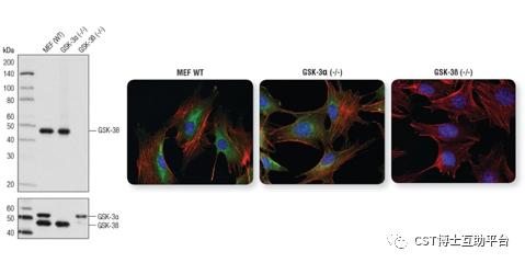 免疫荧光技术的优缺点,免疫荧光一抗二抗稀释比例