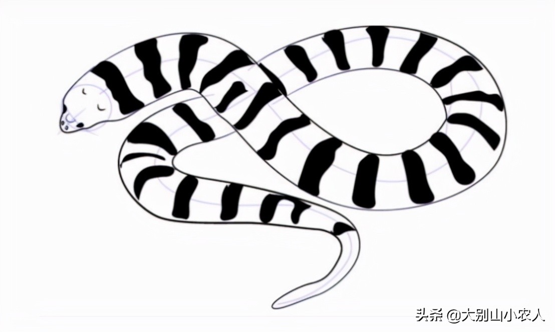 真•全村吃饭蛇:性格温顺但毒素却能深入骨髓,就是被咬后要睡觉