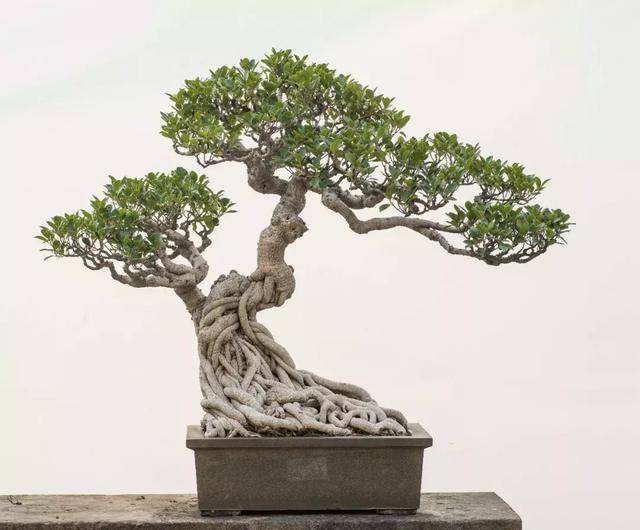 榕树盆景放卧室里好吗,榕树盆景适合放卧室吗