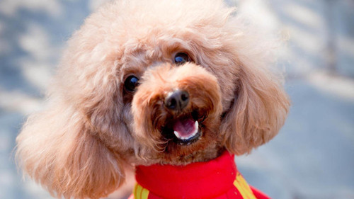 泰迪有这几大行为,说明它生病了