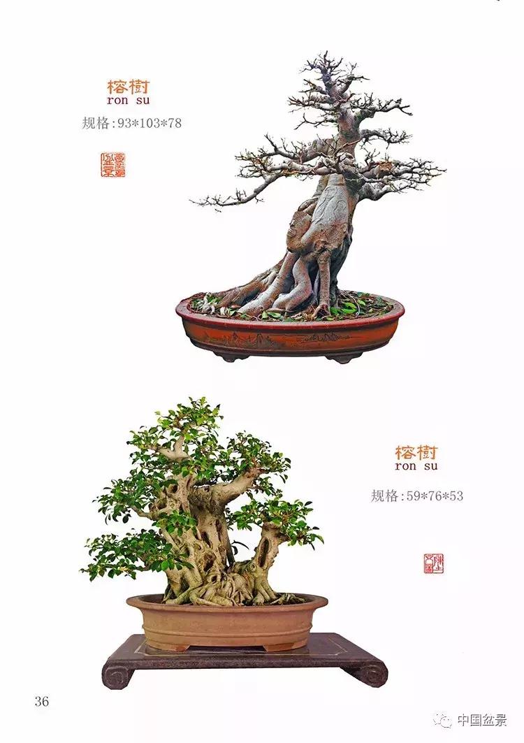 陈文图老师,陈文图盆景欣赏